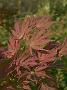 Acer palmatum Ariadne